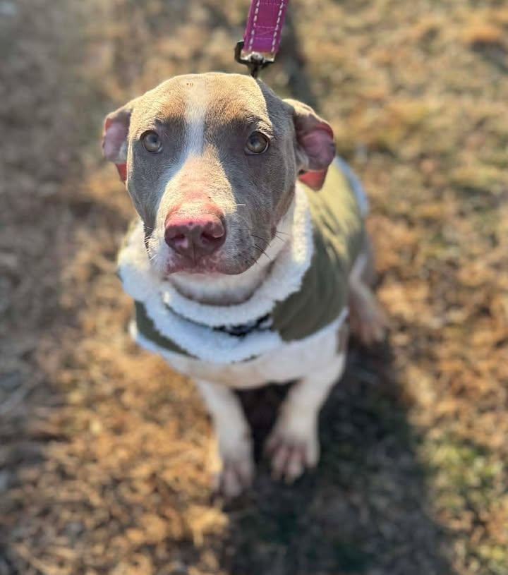 Enlarge Charlotte, a Adoptable Mixed Breed in Stamford, CT image 2/3