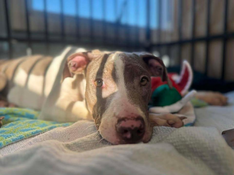 Enlarge Charlotte, a Adoptable Mixed Breed in Stamford, CT image 3/3