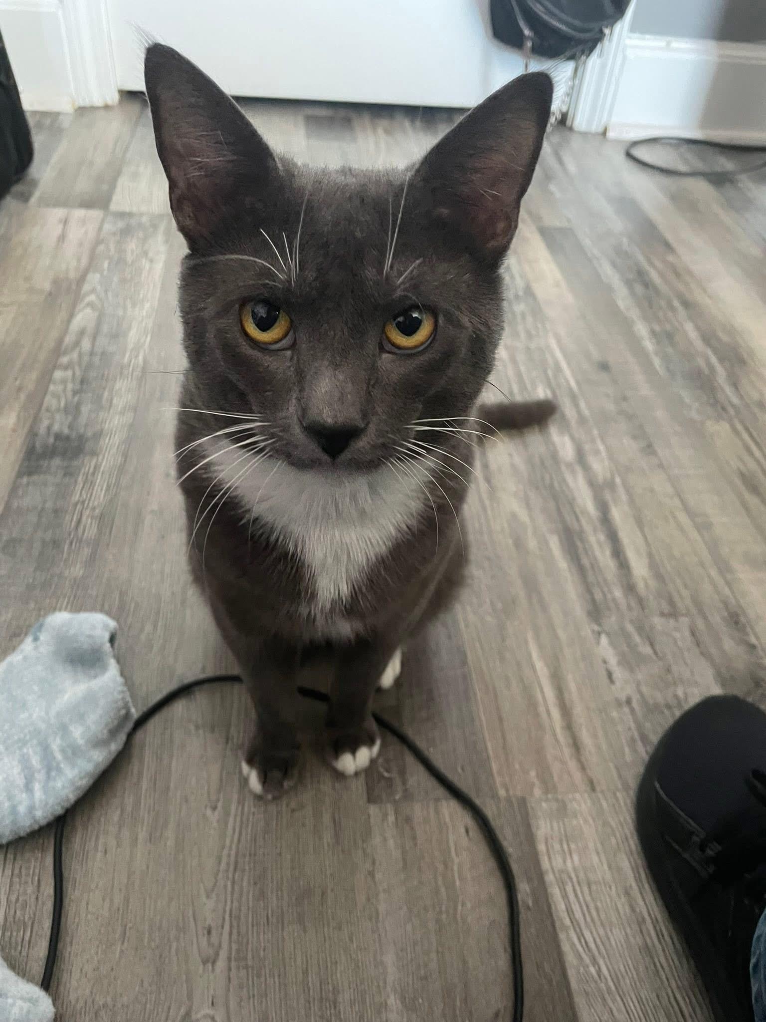 Enlarge Shadow, an adopted Domestic Short Hair in Albany, NY image 1/2