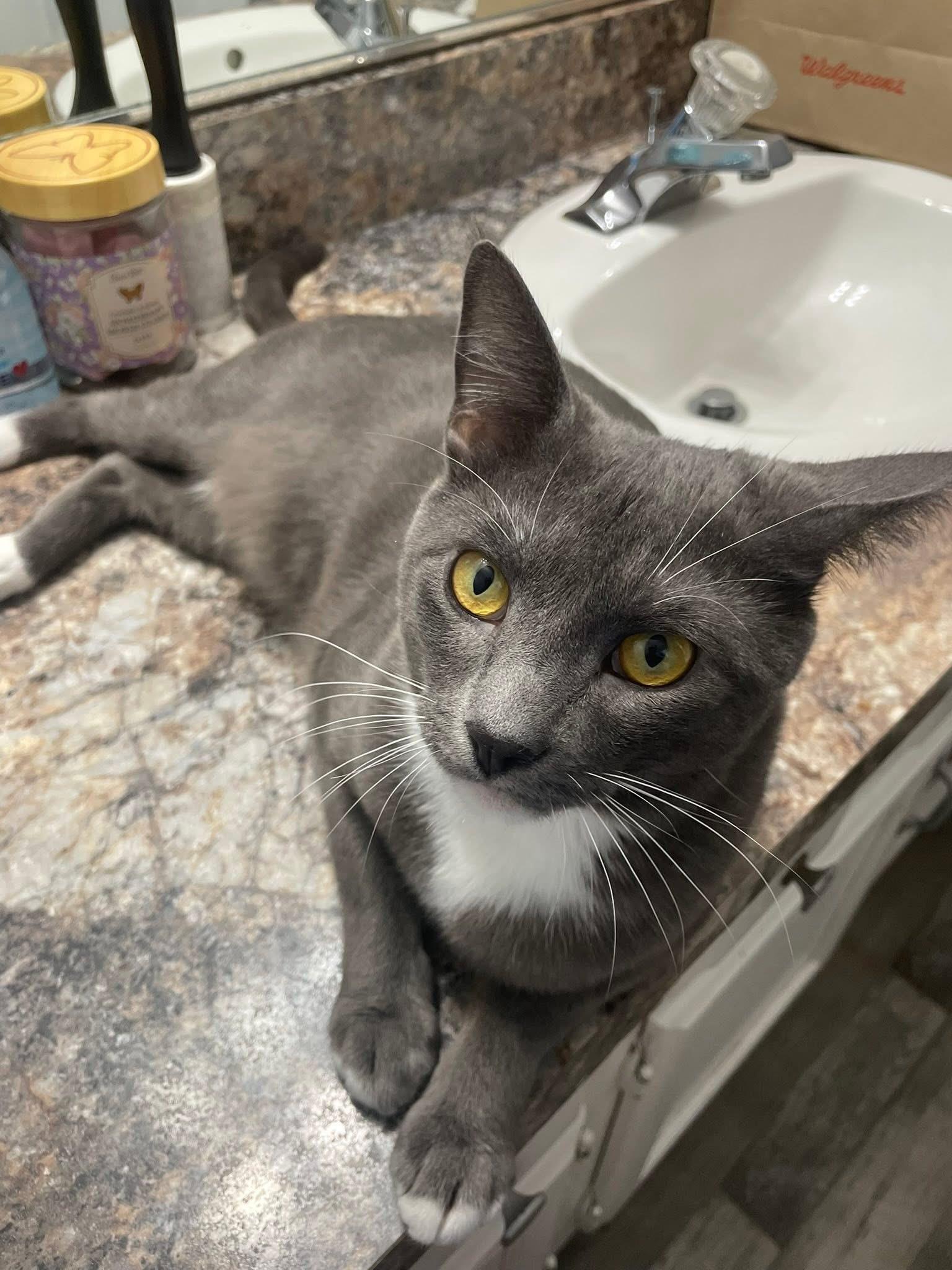 Enlarge Shadow, an adopted Domestic Short Hair in Albany, NY image 2/2