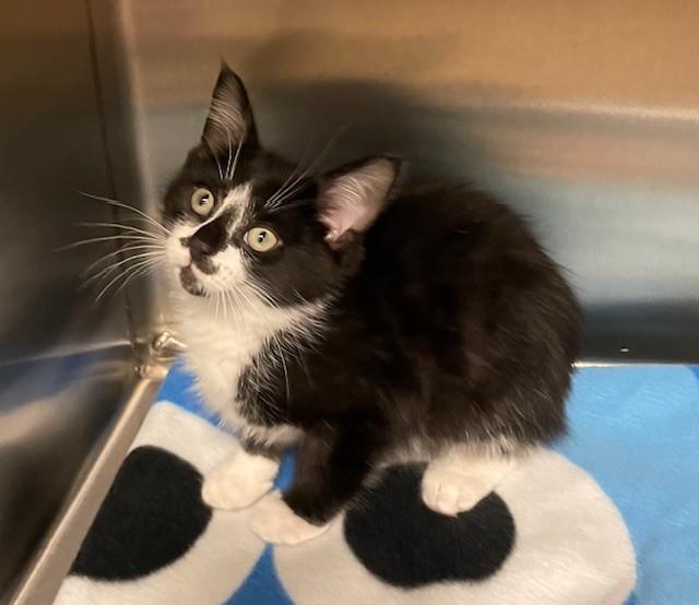 Tucker, ADOPTABLE, Young Male Domestic Short Hair.