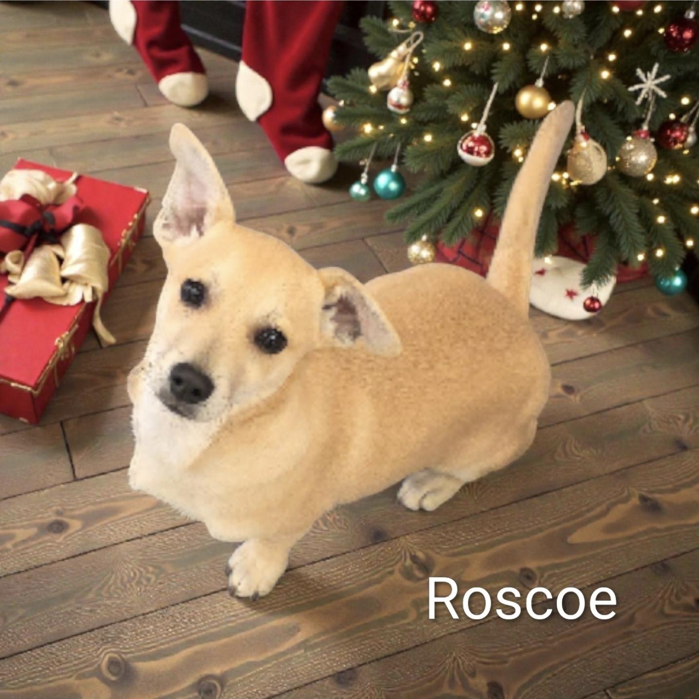 Roscoe thumbnail 2