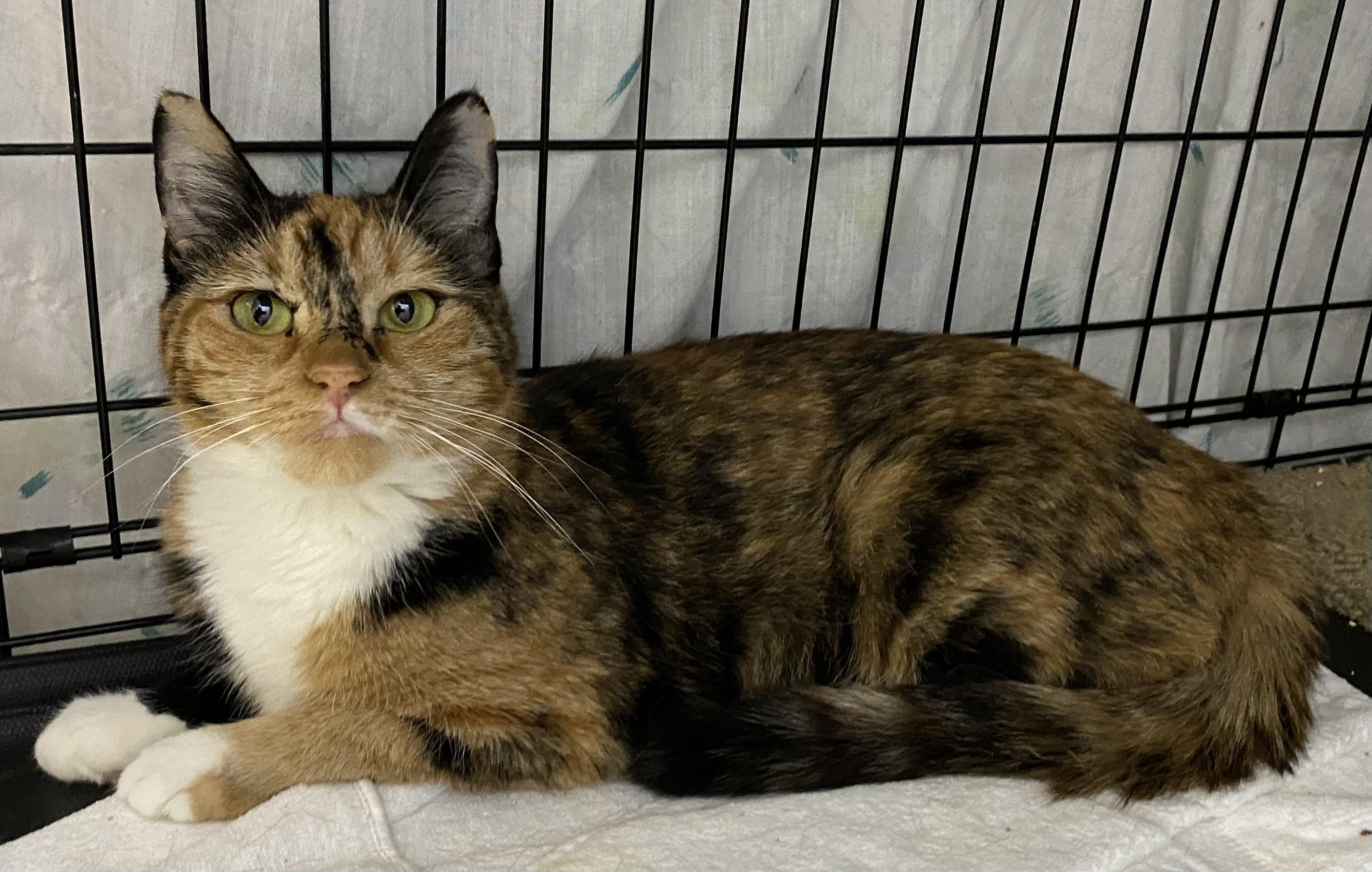 Mimi (very friendly), a Adoptable Calico in Los Angeles, CA image 4/5