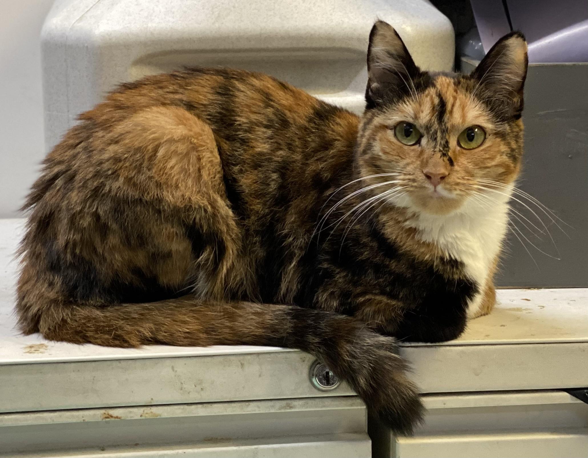 Mimi (very friendly), a Adoptable Calico in Los Angeles, CA image 5/5