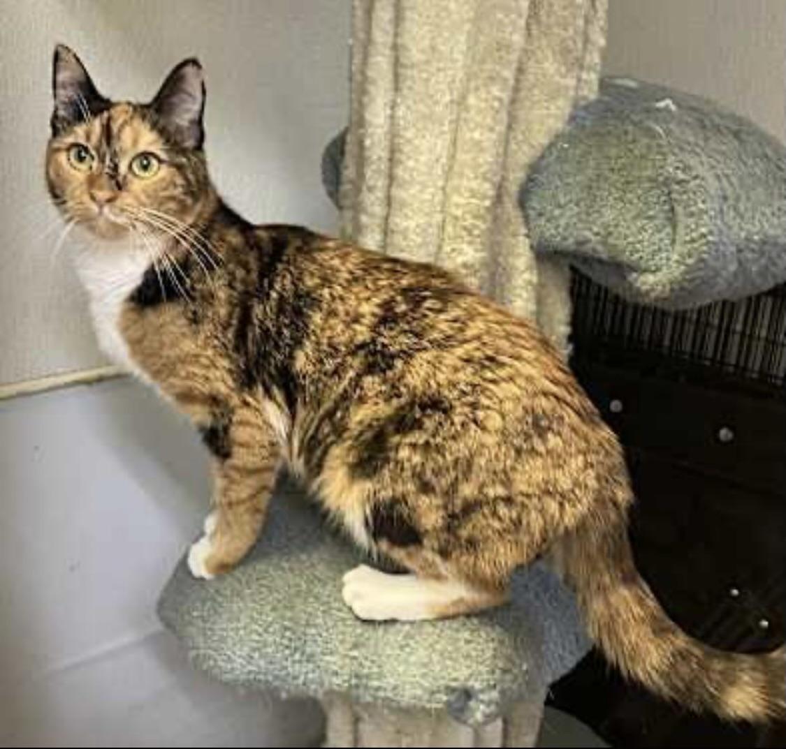 Mimi (very friendly), a Adoptable Calico in Los Angeles, CA image 1/5