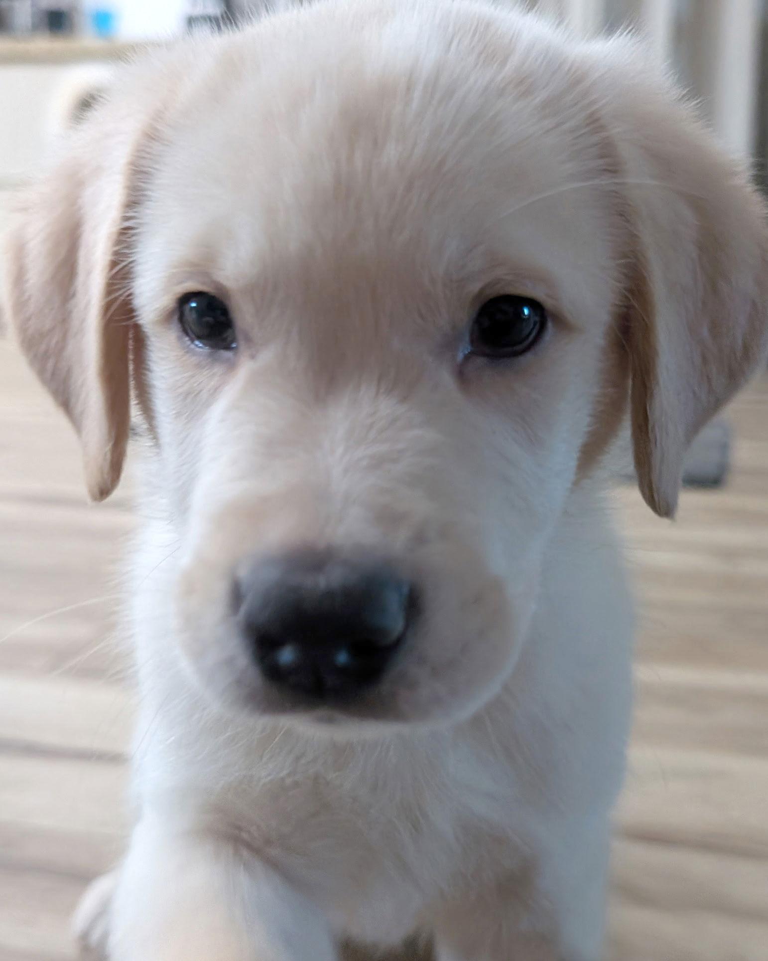 Dwalin, Adopted, Puppy Male Golden Retriever & Husky.