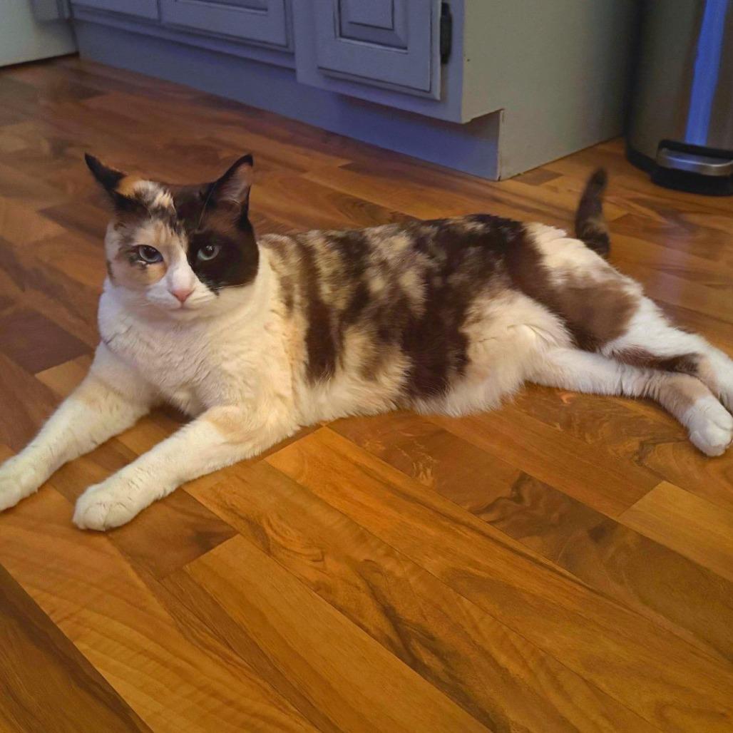 Pachinko, a Adoptable Domestic Short Hair in Tempe, AZ image 2/6