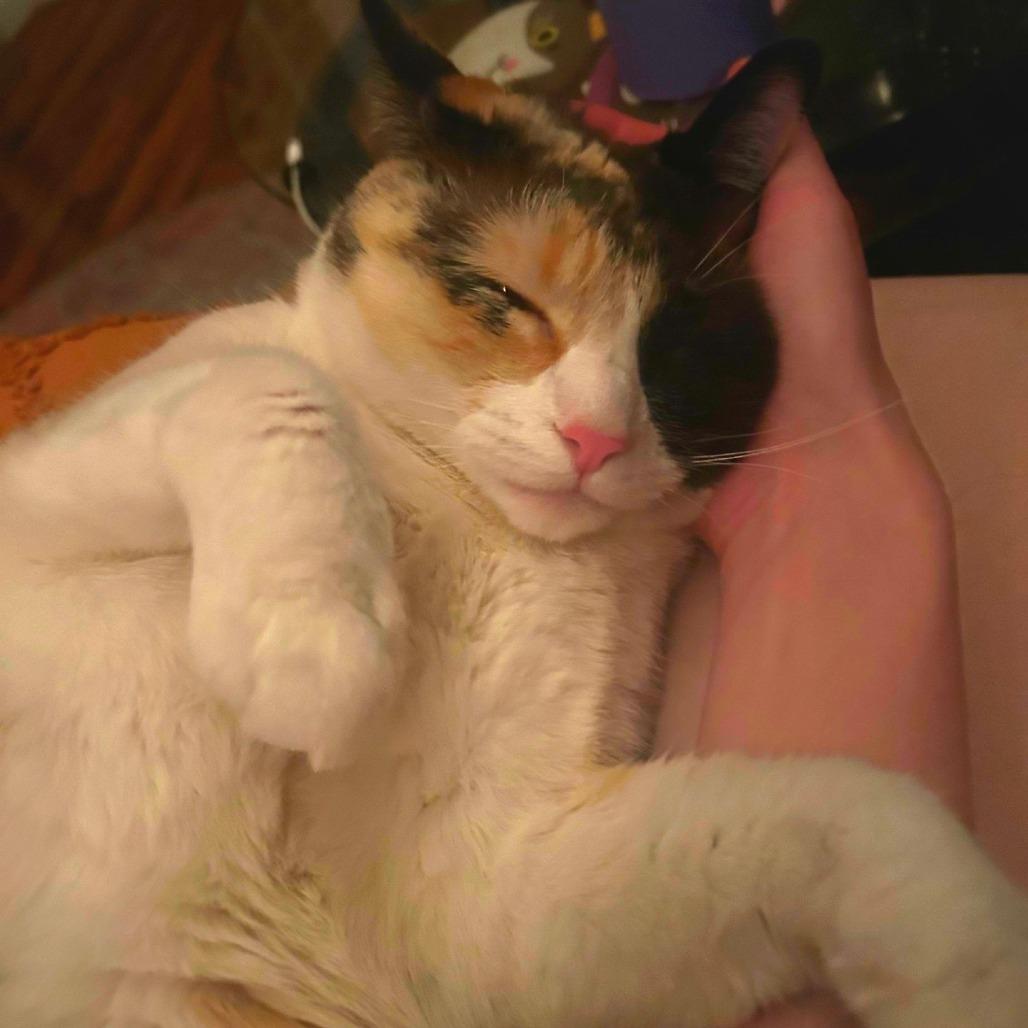 Pachinko, a Adoptable Domestic Short Hair in Tempe, AZ image 3/6