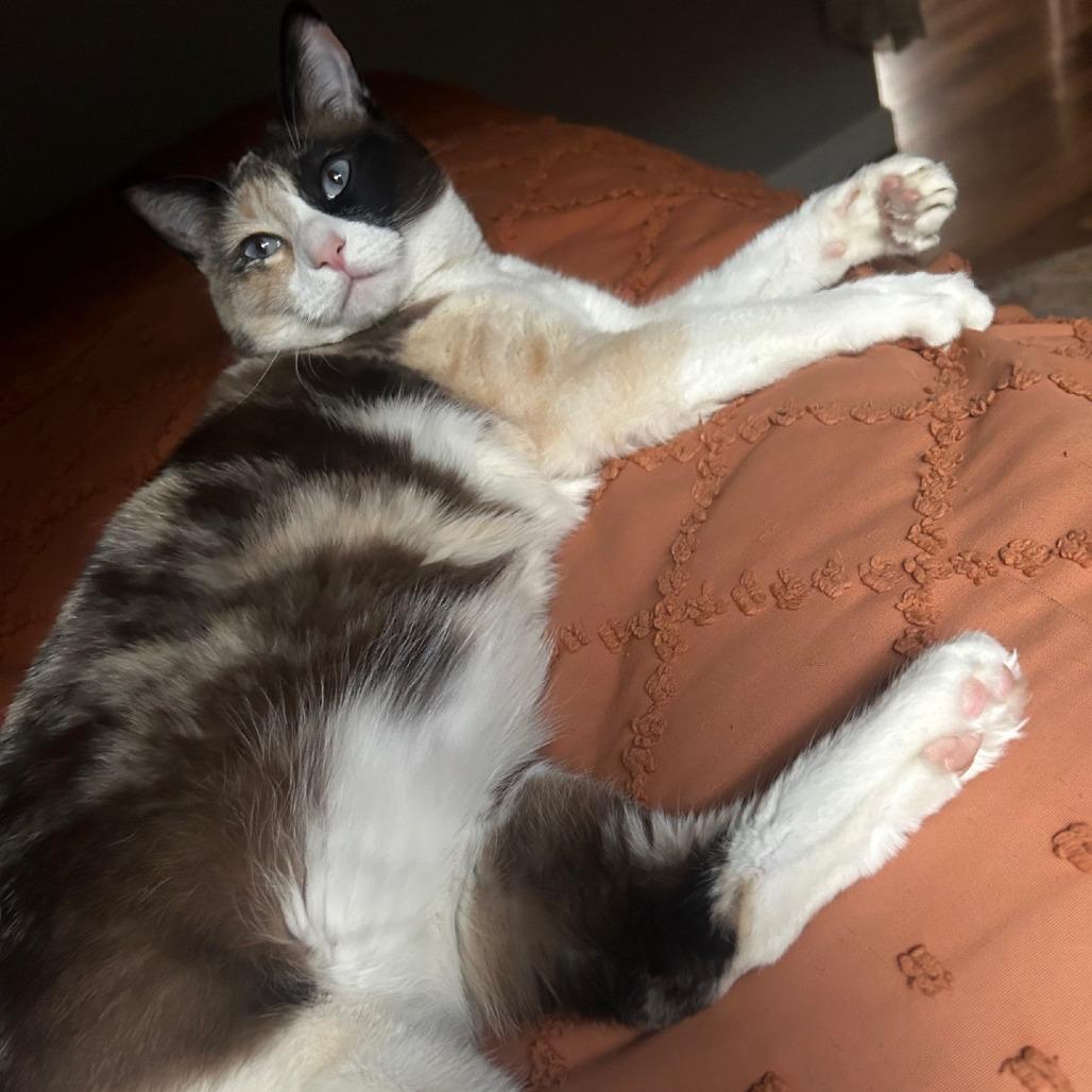 Pachinko, a Adoptable Domestic Short Hair in Tempe, AZ image 5/6