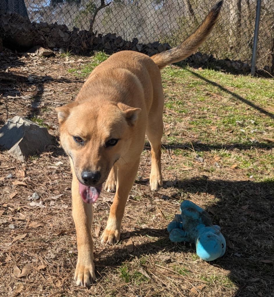 Enlarge Kelani, a Adoptable mixed breed in Little Rock, AR image 1/3