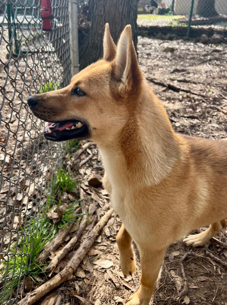 Enlarge Kelani, a Adoptable mixed breed in Little Rock, AR image 2/3