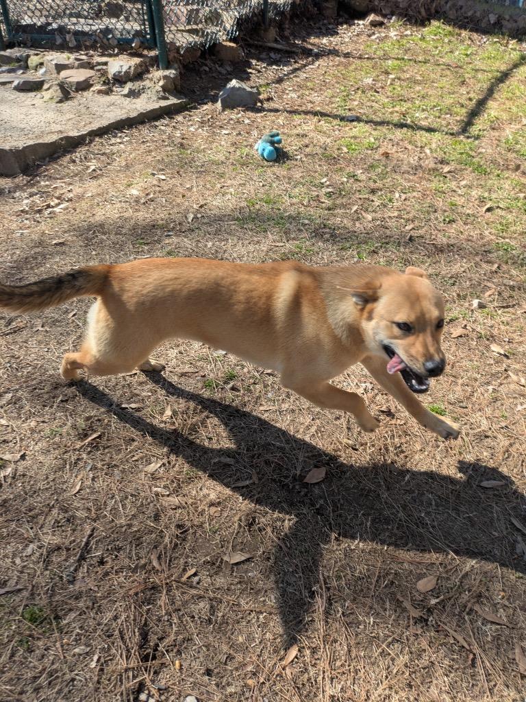 Enlarge Kelani, a Adoptable mixed breed in Little Rock, AR image 3/3