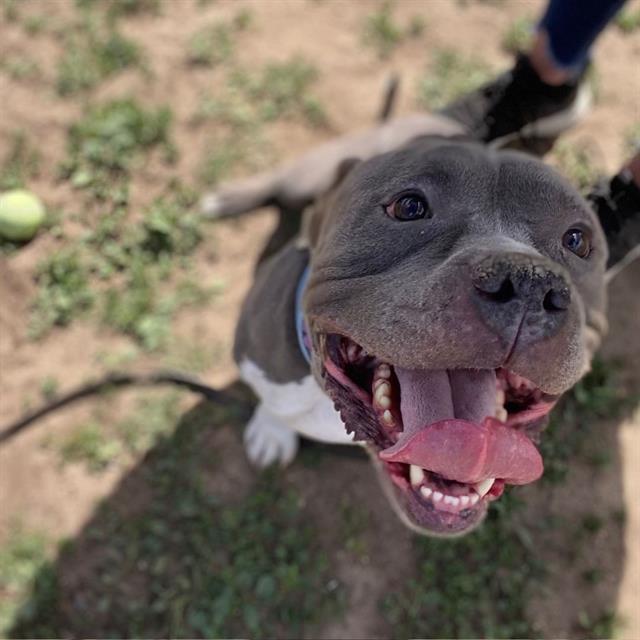 GEMINI, Adoptable, Adult Male Pit Bull Terrier.