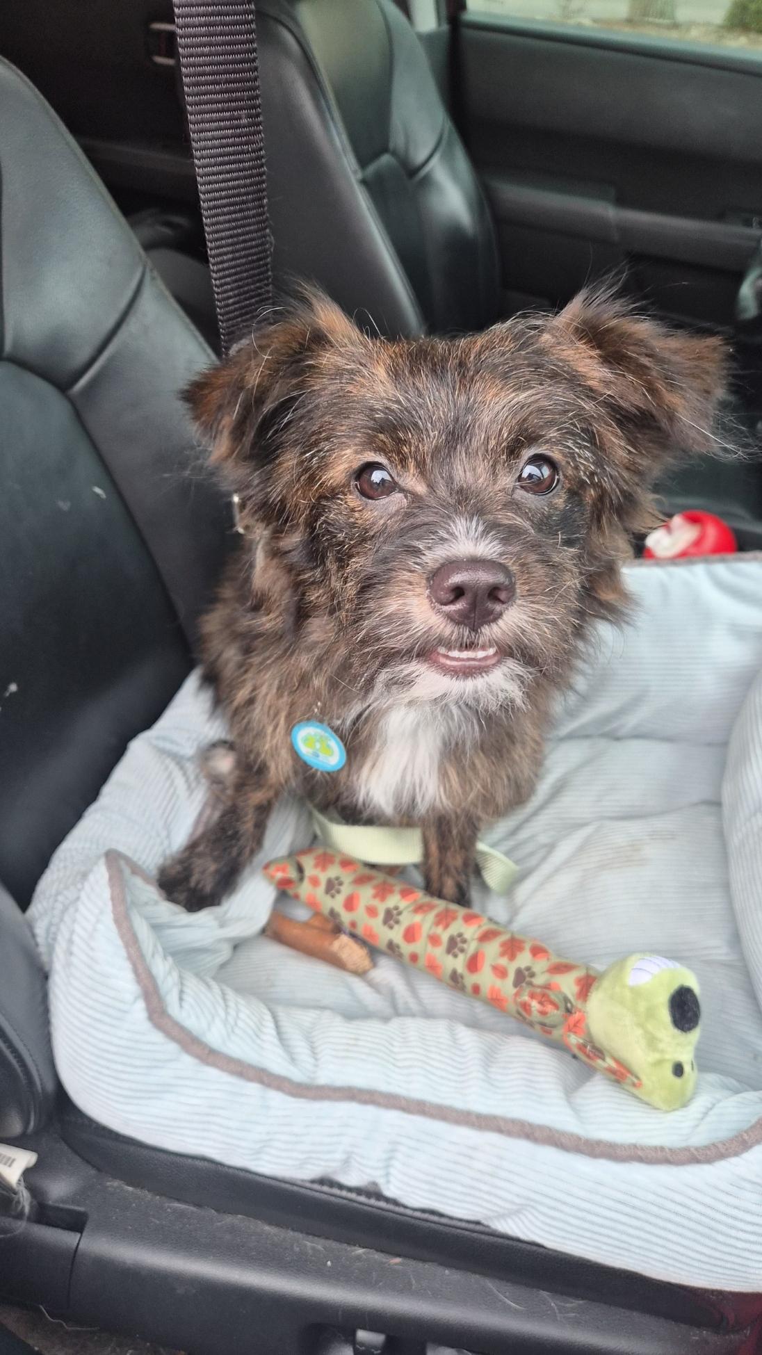 Enlarge Dora, a Adoptable mixed breed in Orlando, FL image 2/5
