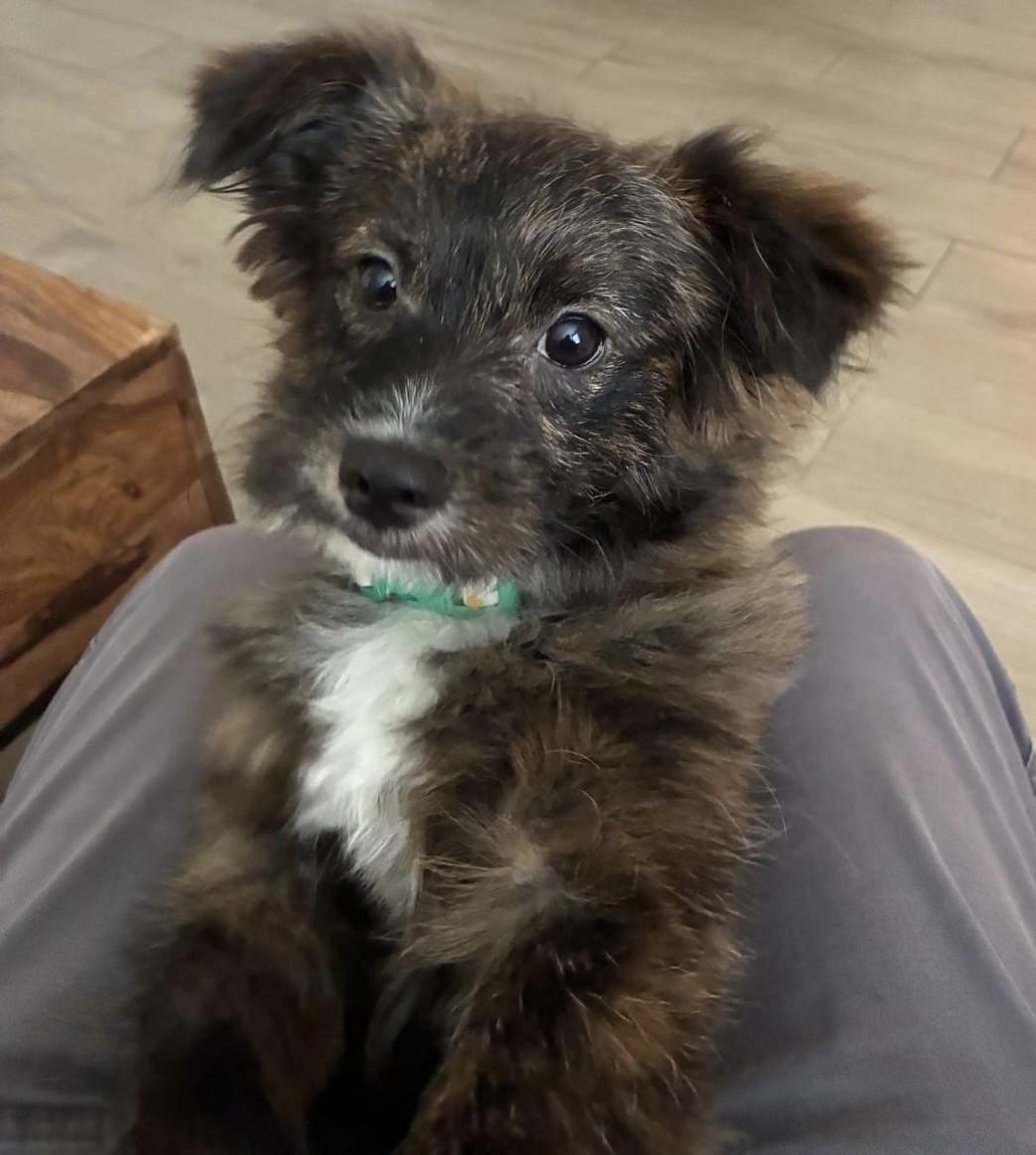 Enlarge Dora, a Adoptable mixed breed in Orlando, FL image 4/5