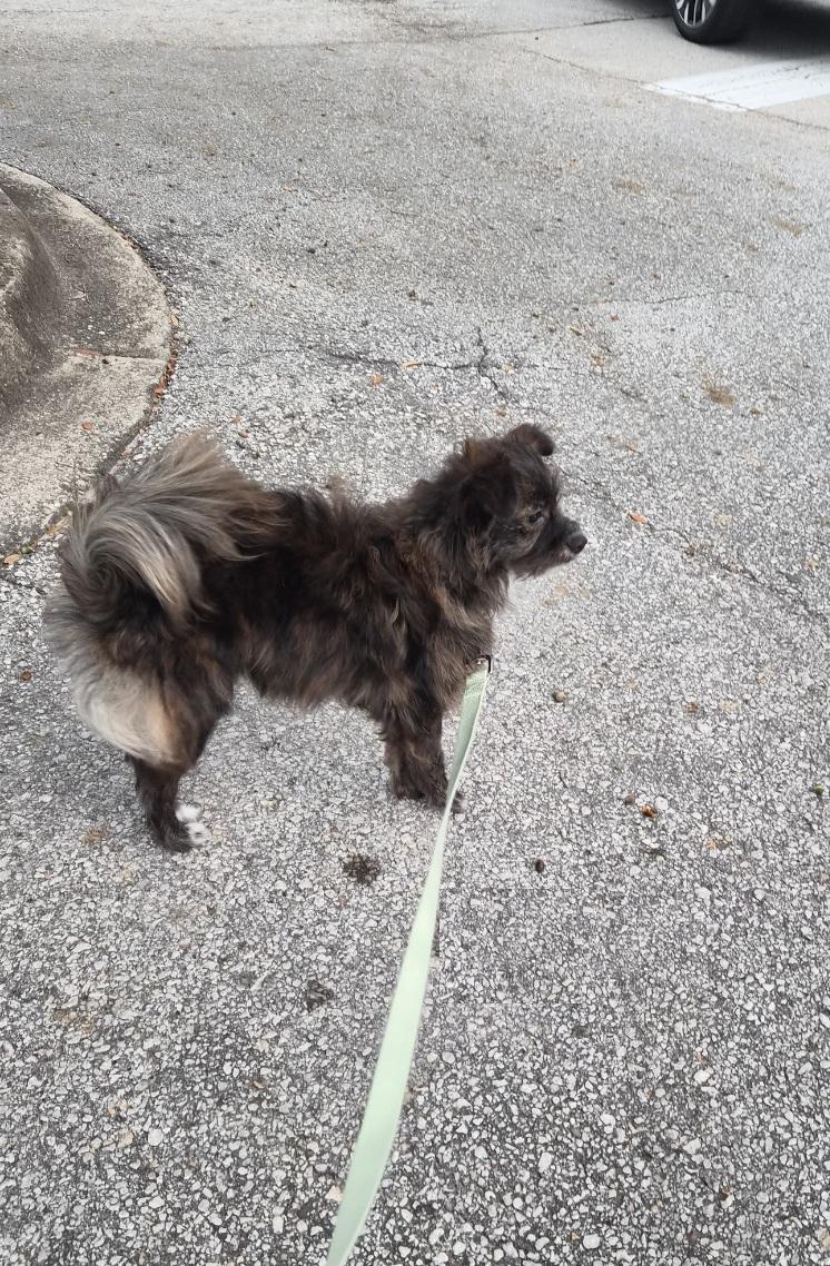 Enlarge Dora, a Adoptable mixed breed in Orlando, FL image 3/5