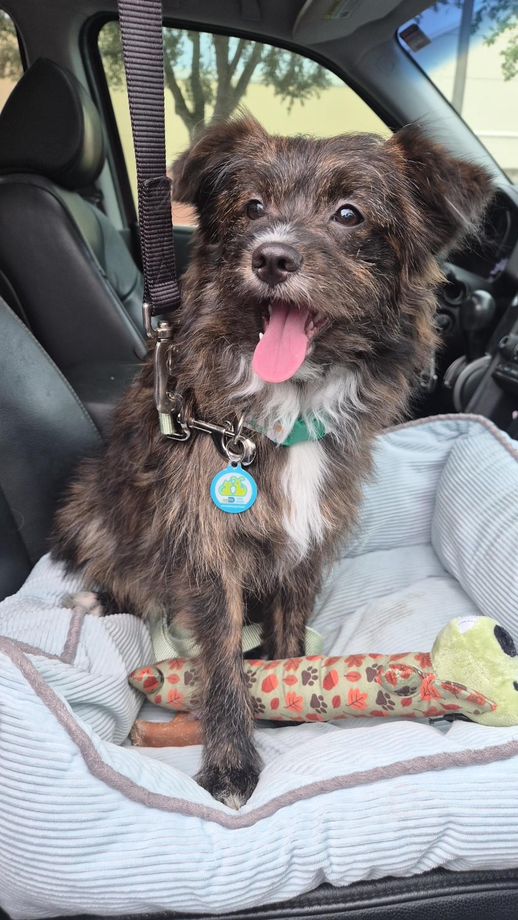 Dora, Adoptable, Puppy Female Miniature Poodle & Pomeranian.