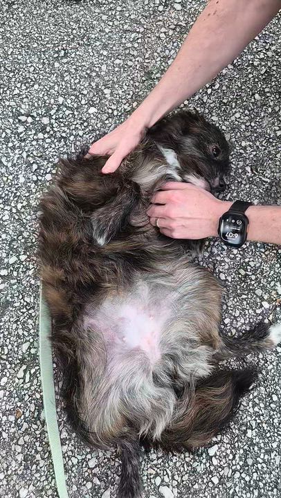 Enlarge Dora, a Adoptable mixed breed in Orlando, FL video 5/5