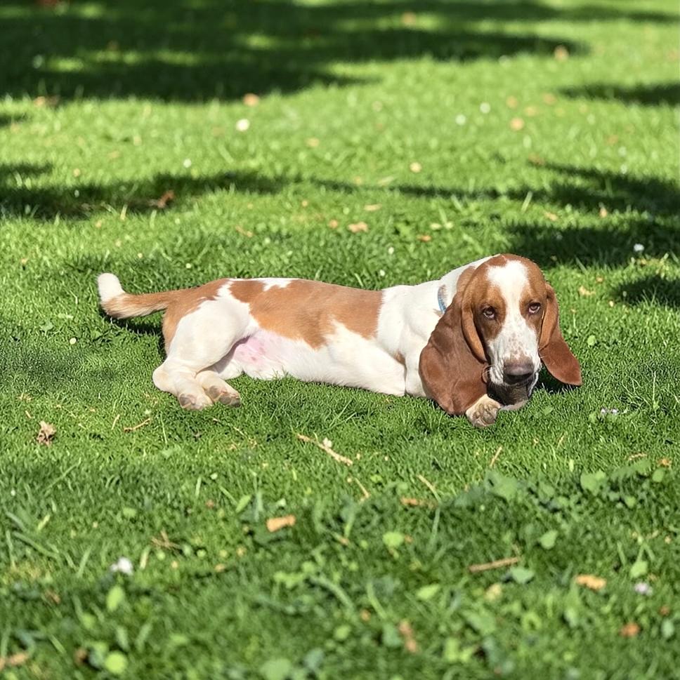 Enlarge Mr. Wendell, an adopted Basset Hound in Jackson, MS image 2/3