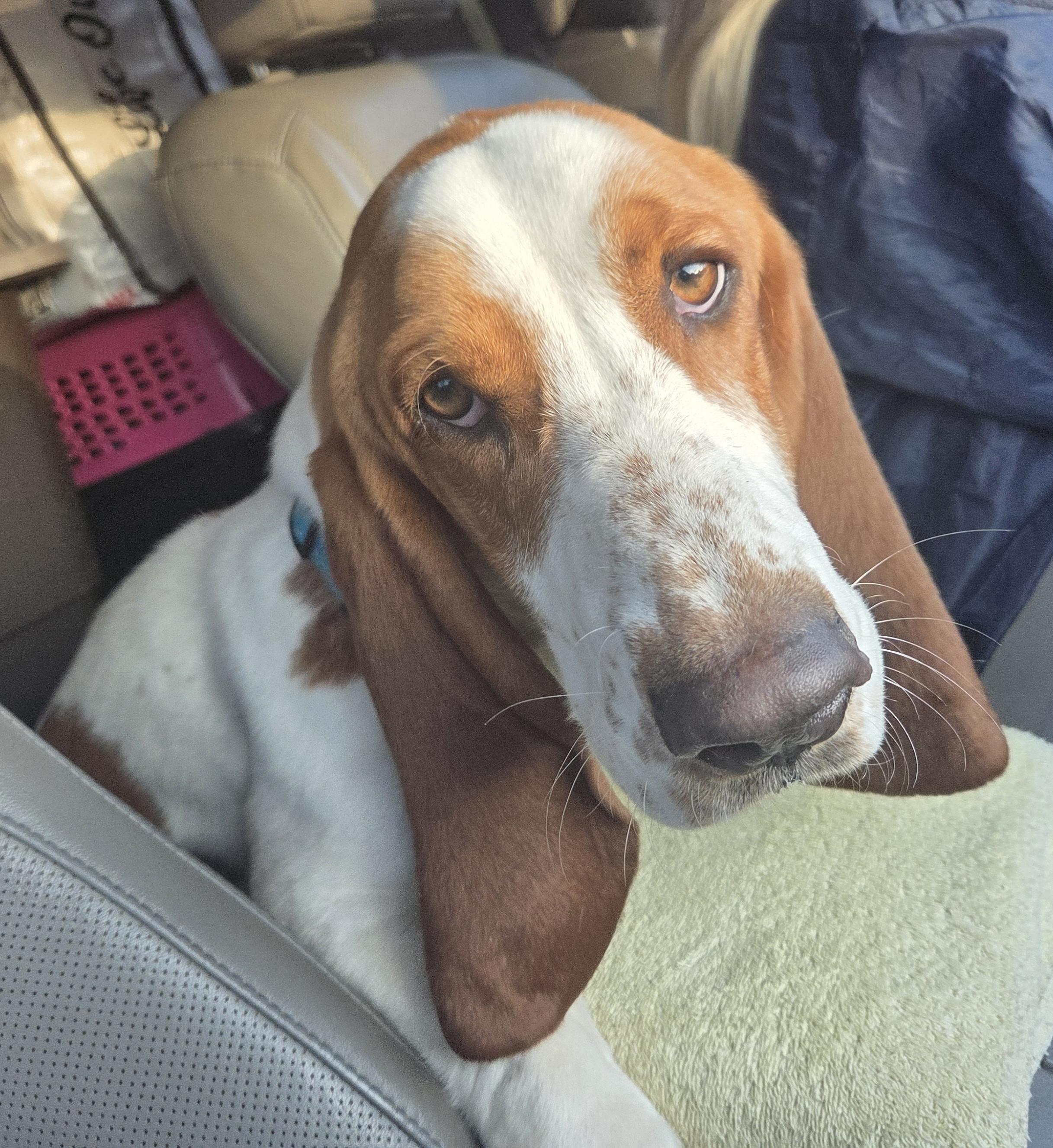 Enlarge Mr. Wendell, an adopted Basset Hound in Jackson, MS image 1/3