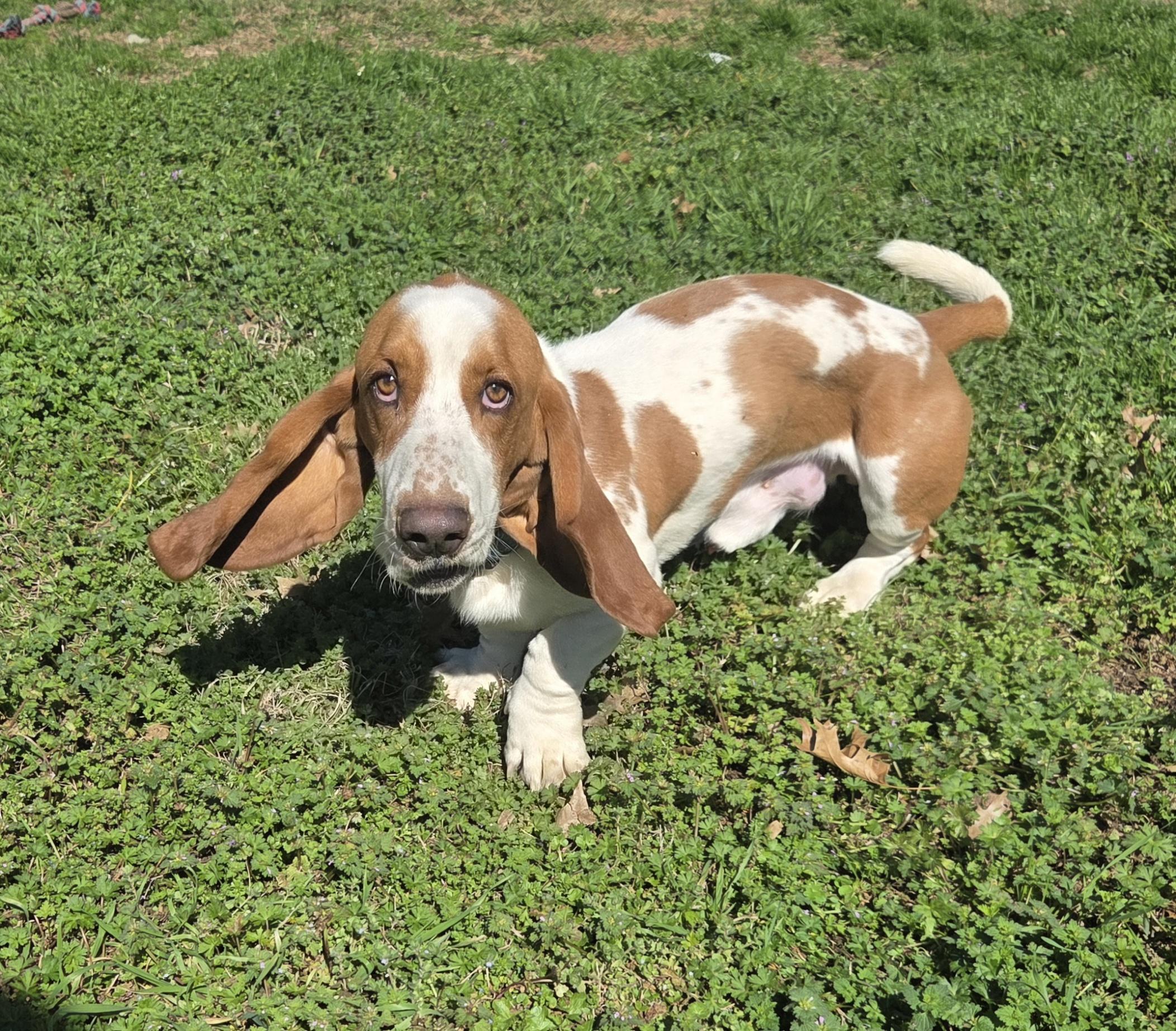 Enlarge Mr. Wendell, an adopted Basset Hound in Jackson, MS image 3/3