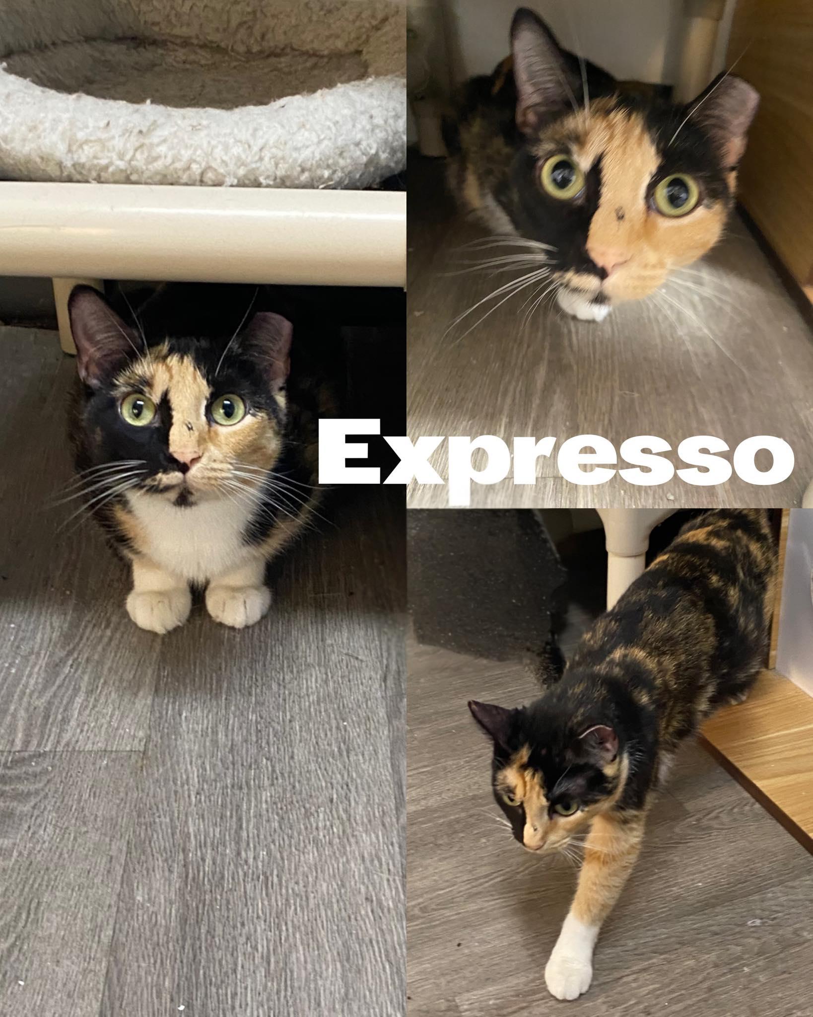 Espresso