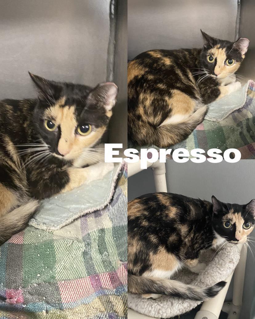 Enlarge Espresso, a Adoptable Domestic Short Hair in Saint James, MO image 3/3