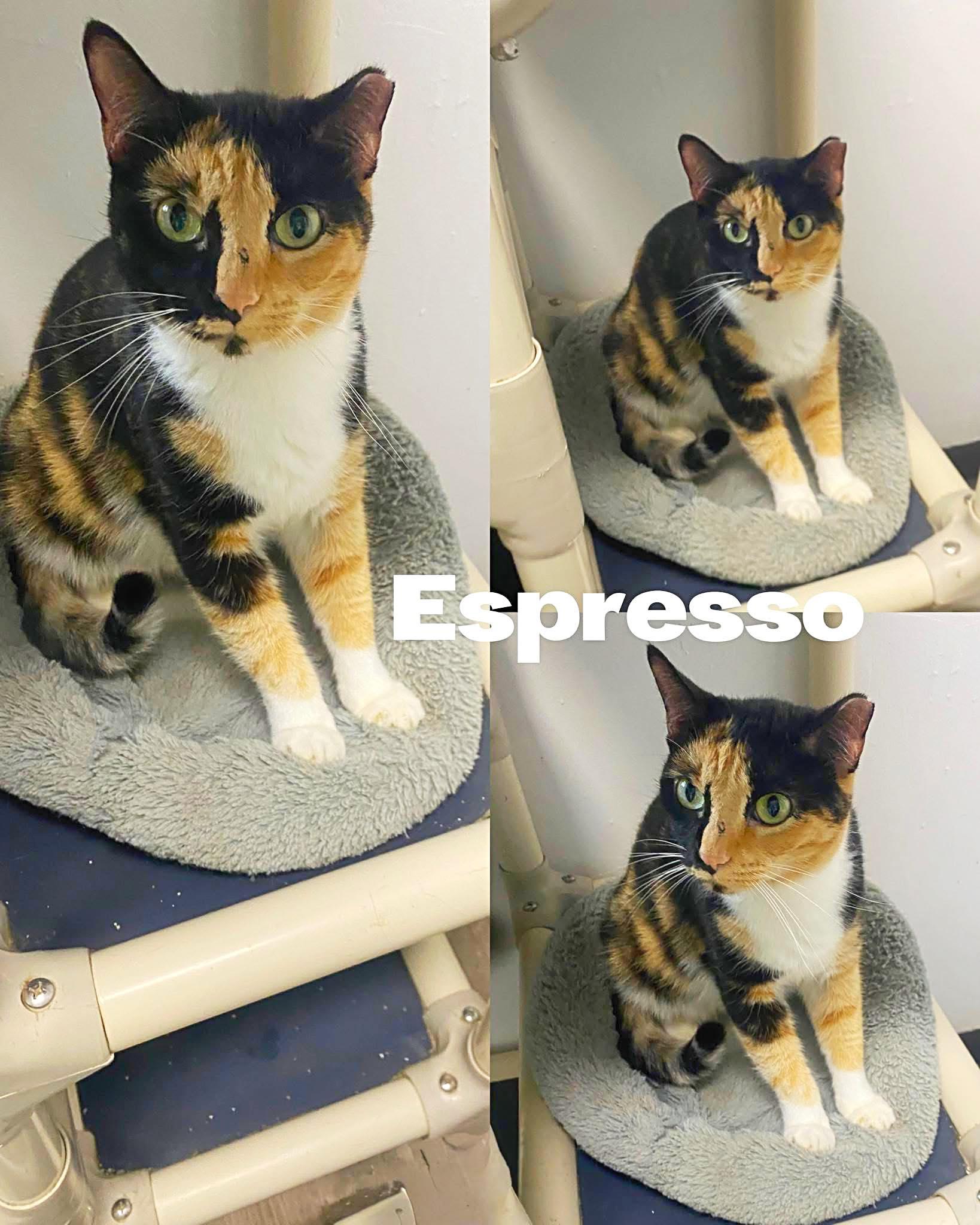 Enlarge Espresso, a Adoptable Domestic Short Hair in Saint James, MO image 1/4