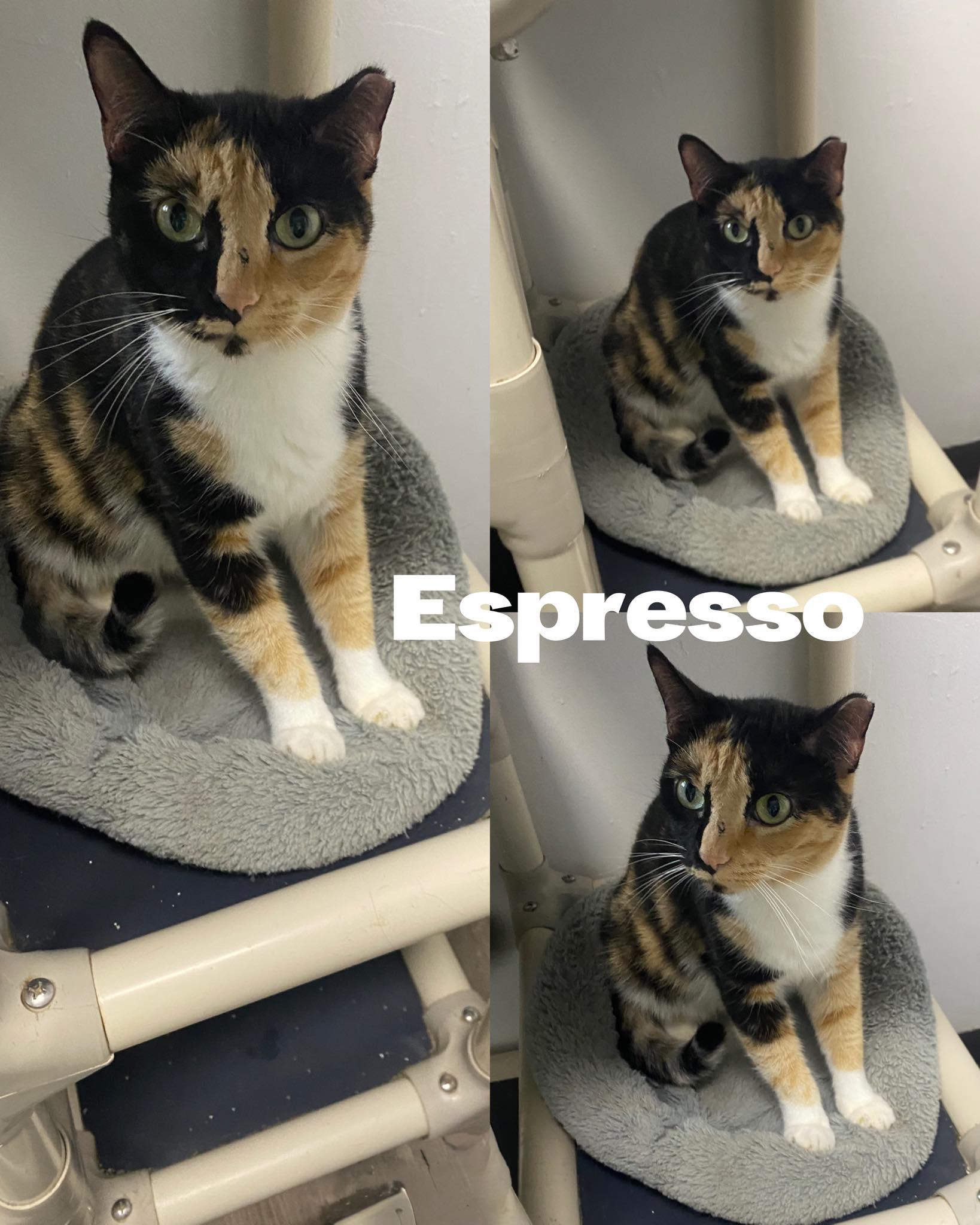 Enlarge Espresso, a Adoptable Domestic Short Hair in Saint James, MO image 1/3