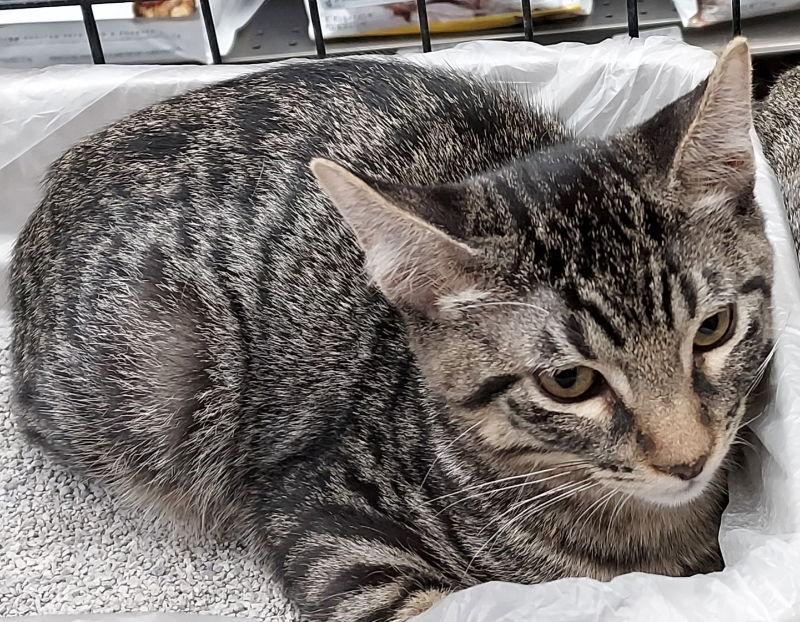 Enlarge Indigo, a Adoptable Domestic Short Hair in Pineville, LA image 3/3