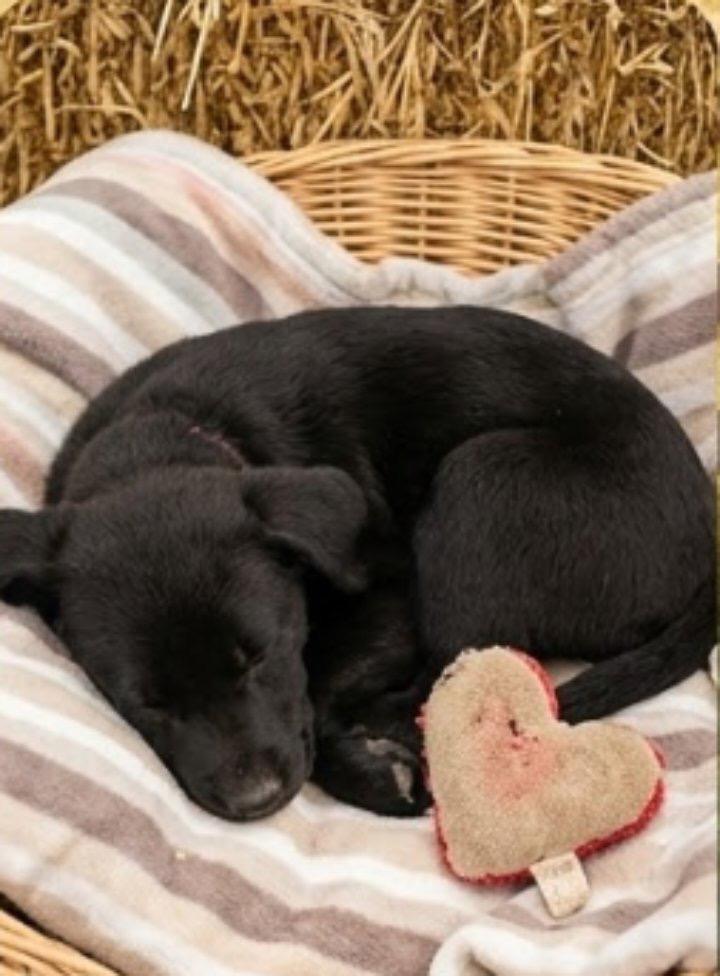 Enlarge Georgia , an adopted mixed breed in East Dundee , IL image 4/4