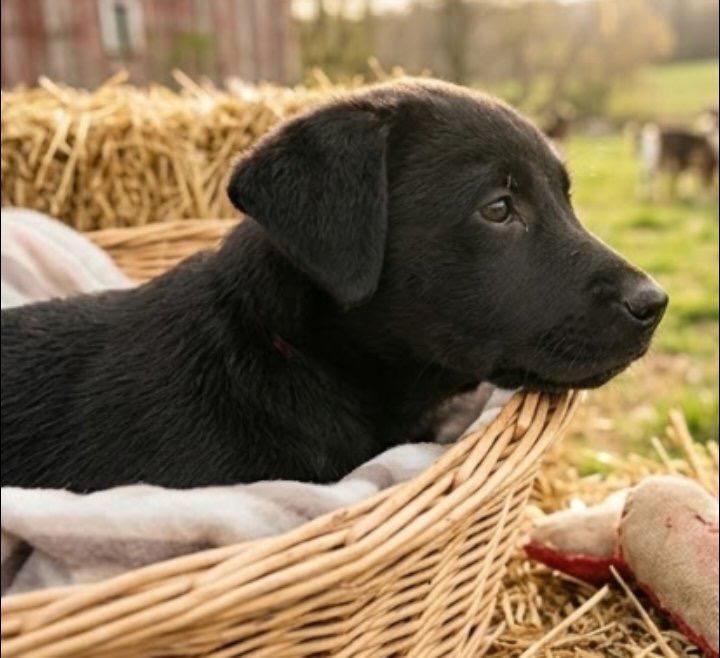 Georgia , adopted, Puppy Female Black Labrador Retriever.