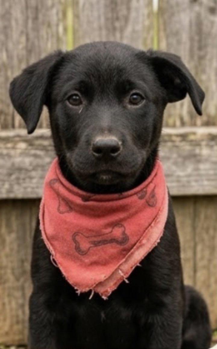 Enlarge Georgia , an adopted mixed breed in East Dundee , IL image 2/4