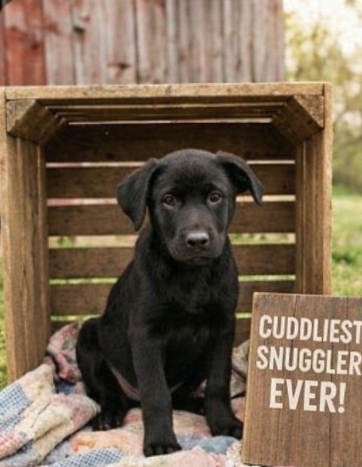 Enlarge Georgia , an adopted mixed breed in East Dundee , IL image 3/4