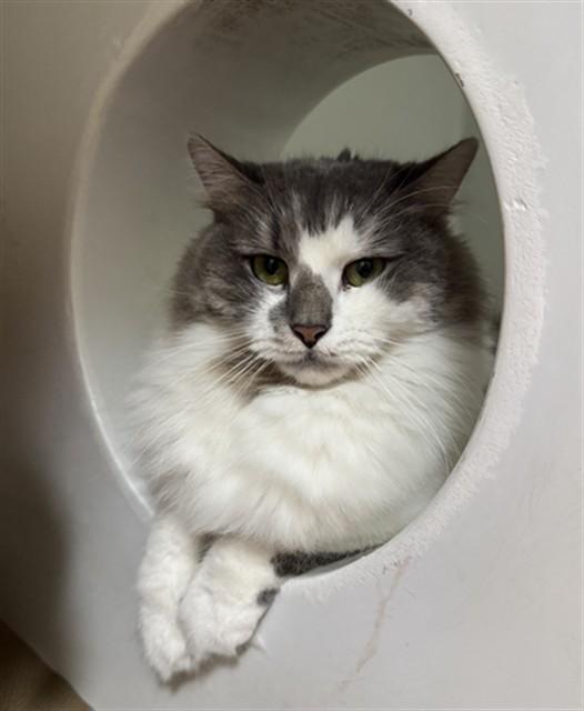 STORMY, Adoptable, Adult Female Domestic Long Hair.