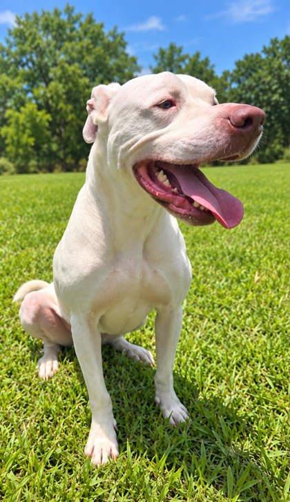Enlarge Rocky, a Adoptable mixed breed in Palm Coast, FL image 1/3