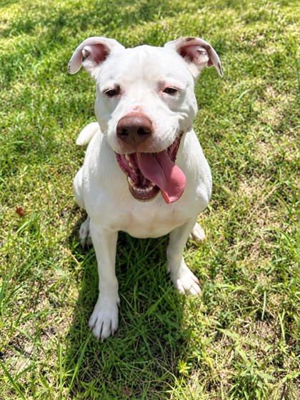 Enlarge Rocky, a Adoptable mixed breed in Palm Coast, FL image 2/3