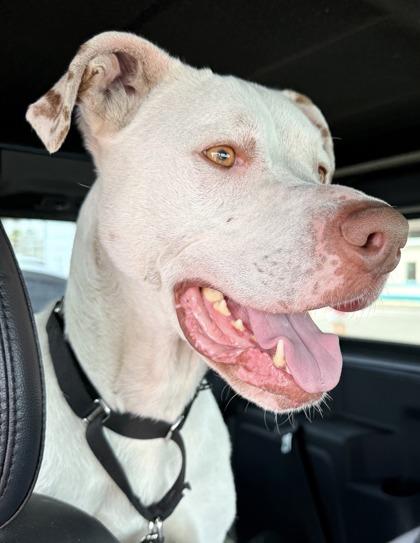 Rocky, Adoptable, Adult Male Terrier & Mixed Breed.