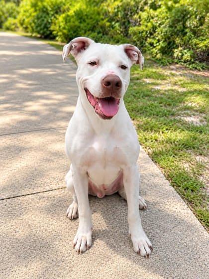 Enlarge Rocky, a Adoptable mixed breed in Palm Coast, FL image 3/3