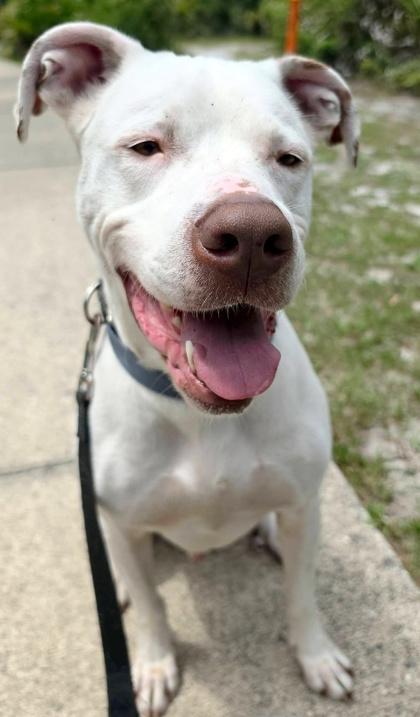 Rocky, a Adoptable mixed breed in Palm Coast, FL image 2/3
