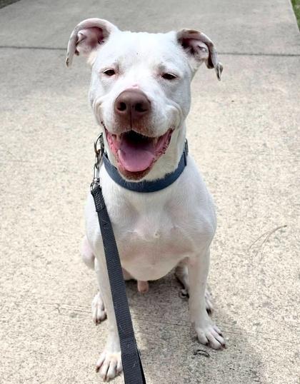 Rocky, a Adoptable mixed breed in Palm Coast, FL image 3/3
