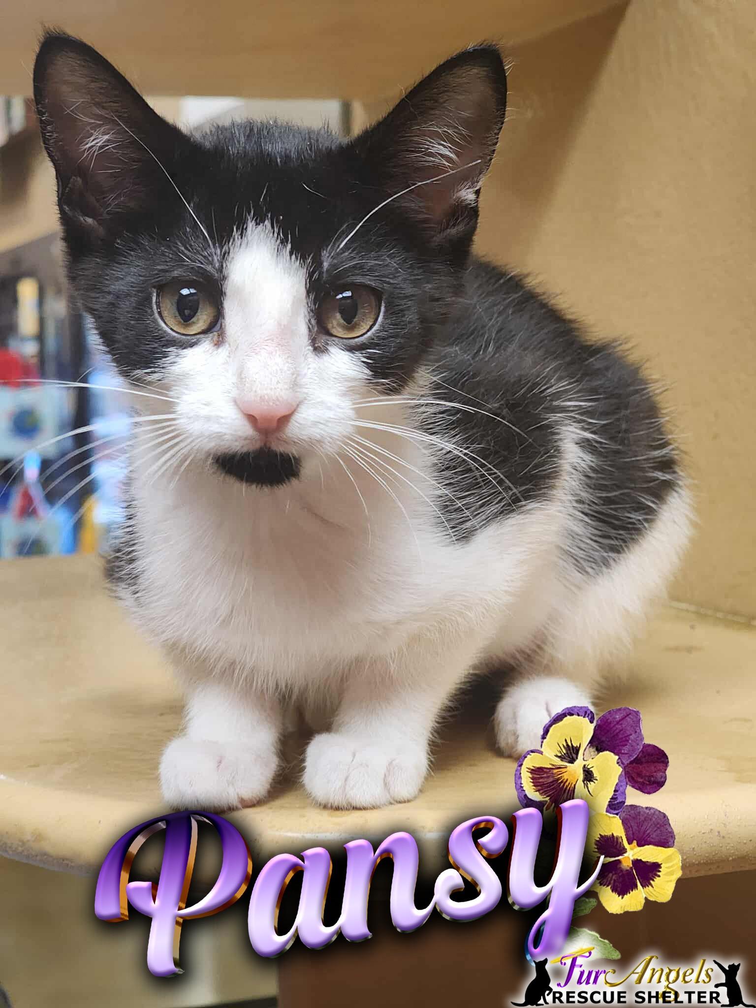 Pansy, Adoptable, Kitten Female Domestic Short Hair.