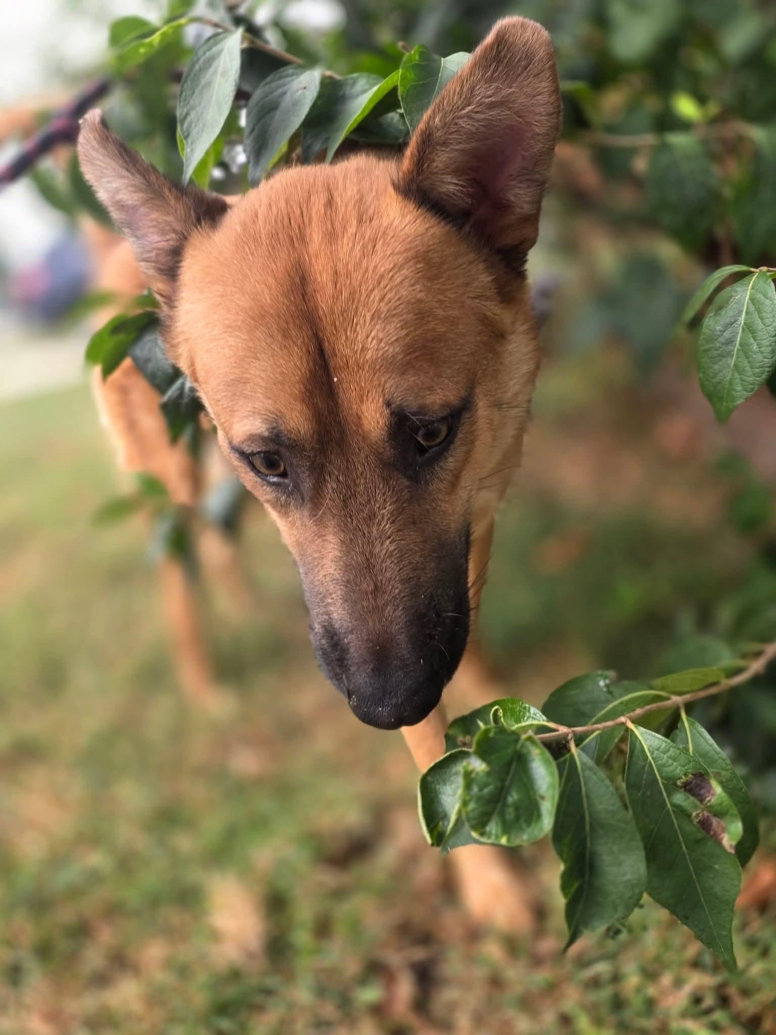 Pheonix (f.k.a. Falcon), an adoptable German Shepherd Dog in Portales, NM, 88130 | Photo Image 2