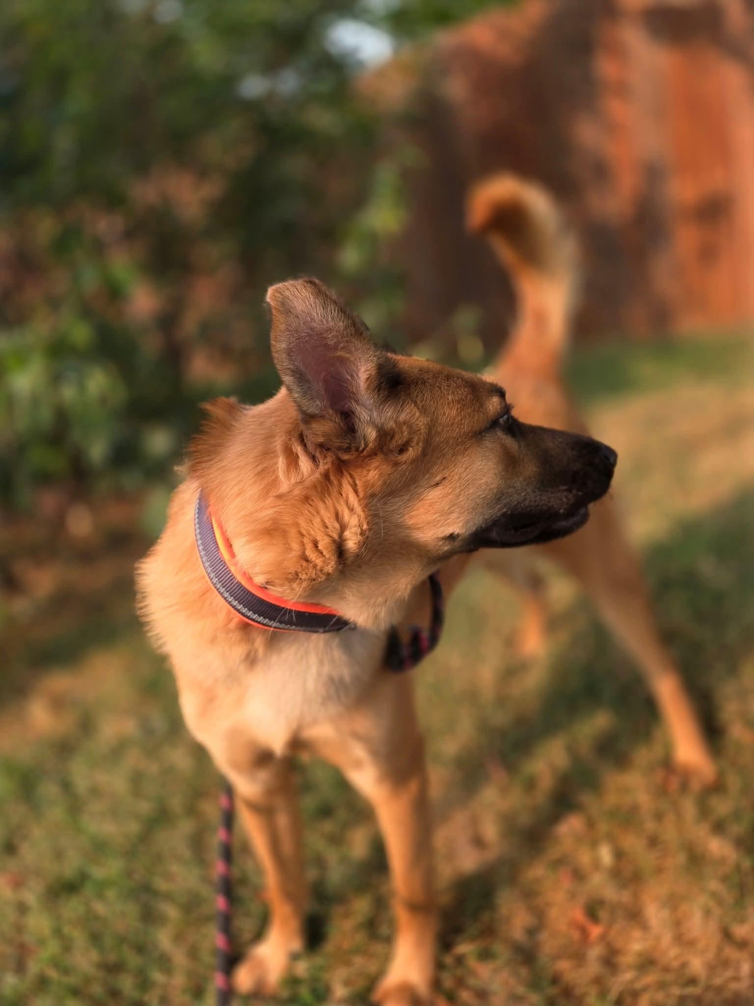 Pheonix (f.k.a. Falcon), an adoptable German Shepherd Dog in Portales, NM, 88130 | Photo Image 3