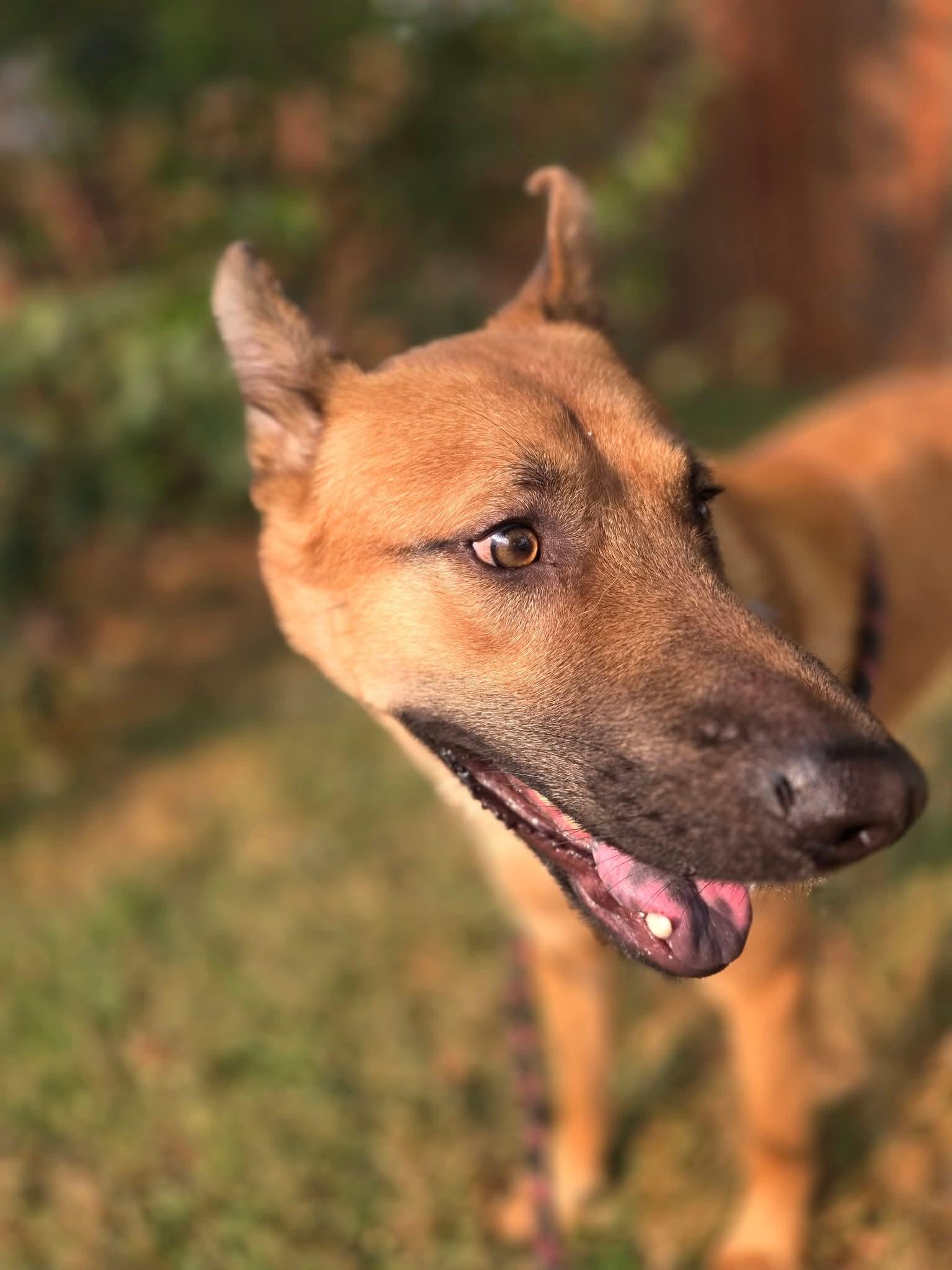 Pheonix (f.k.a. Falcon), an adoptable German Shepherd Dog in Portales, NM, 88130 | Photo Image 1