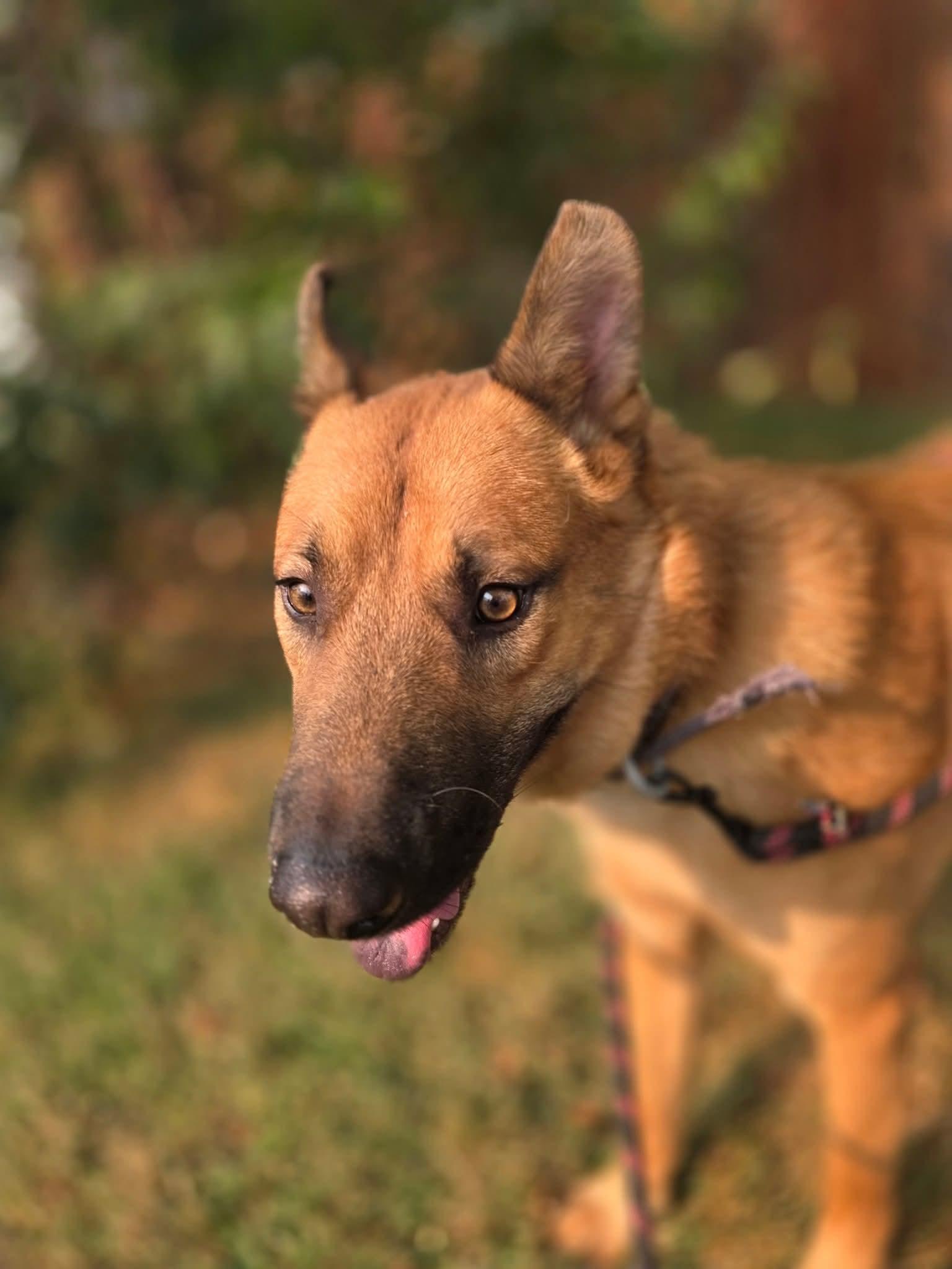 Pheonix (f.k.a. Falcon), an adoptable German Shepherd Dog in Portales, NM, 88130 | Photo Image 4