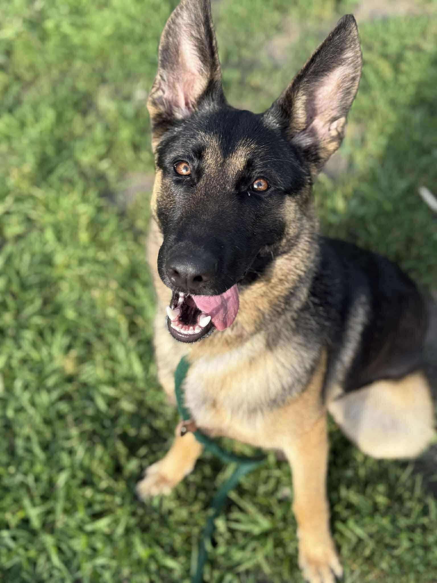 Enlarge Anya, a Adoptable German Shepherd Dog in Chicago, IL image 1/5