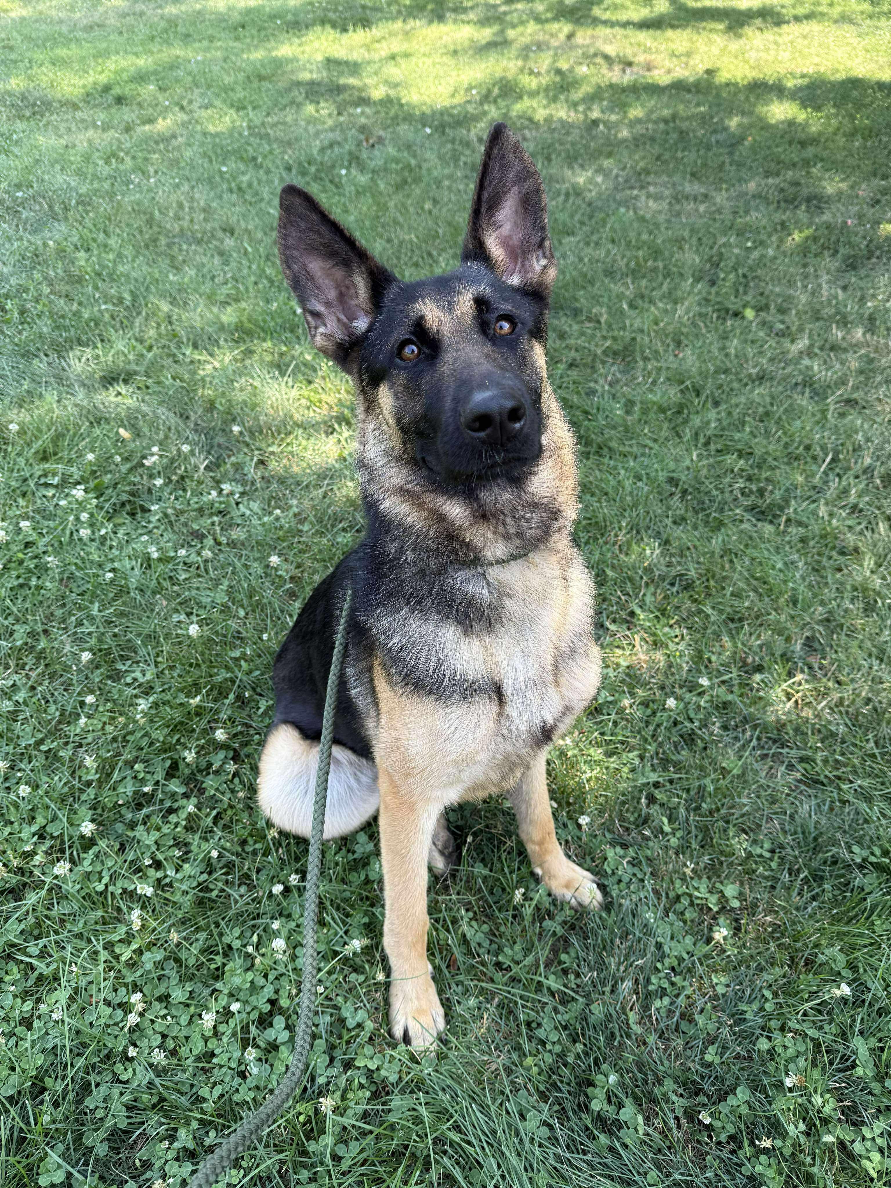 Enlarge Anya, a Adoptable German Shepherd Dog in Chicago, IL image 2/5