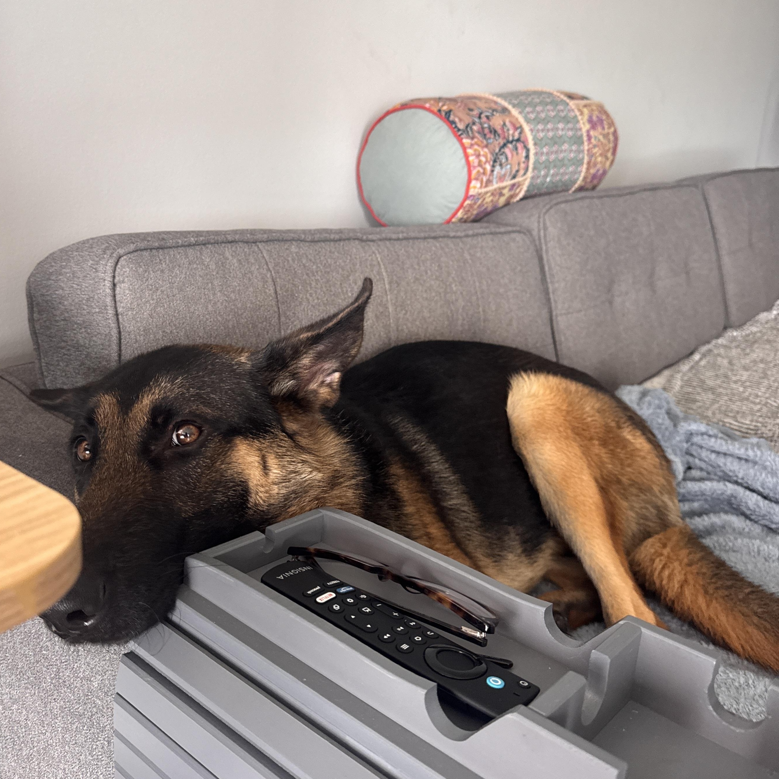 Enlarge Anya, a Adoptable German Shepherd Dog in Chicago, IL image 5/5