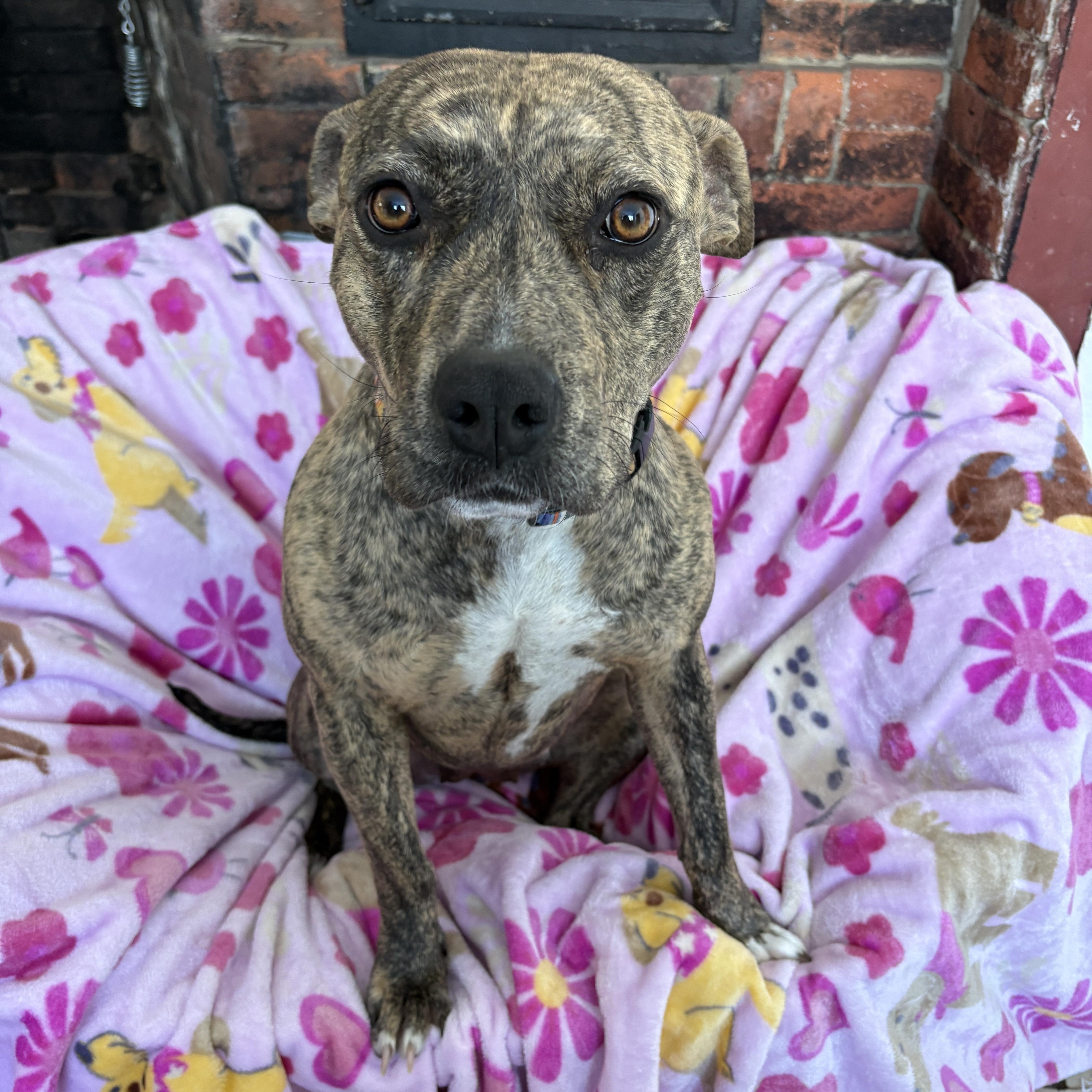 Tigger, a ADOPTABLE mixed breed in New Boston, NH image 1/6